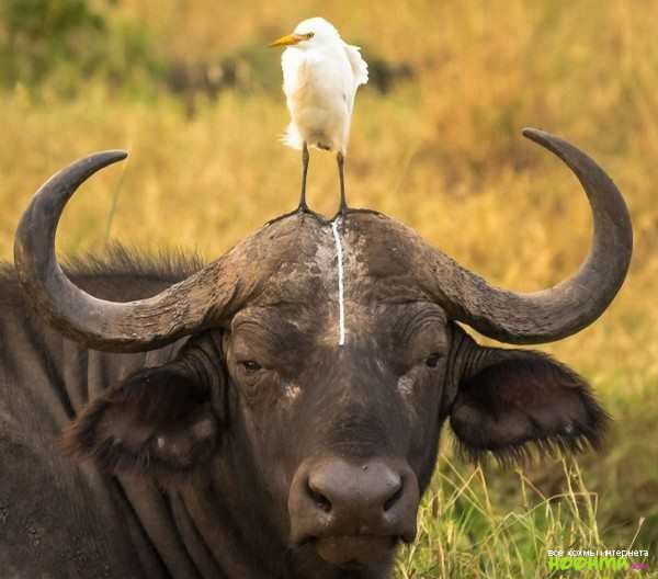 Невозмутимые животные