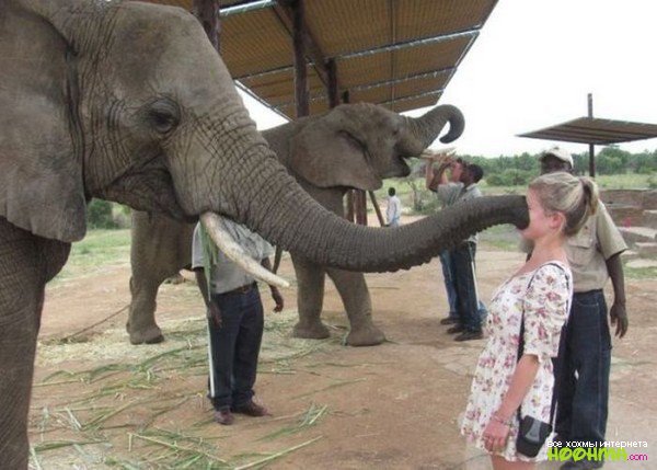 Животные против девшуек