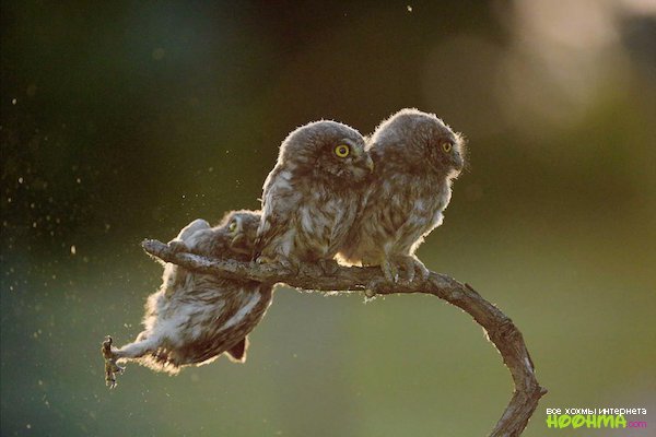 Немного дури в середине рабочей недели